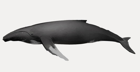Le chant des baleines à bosse